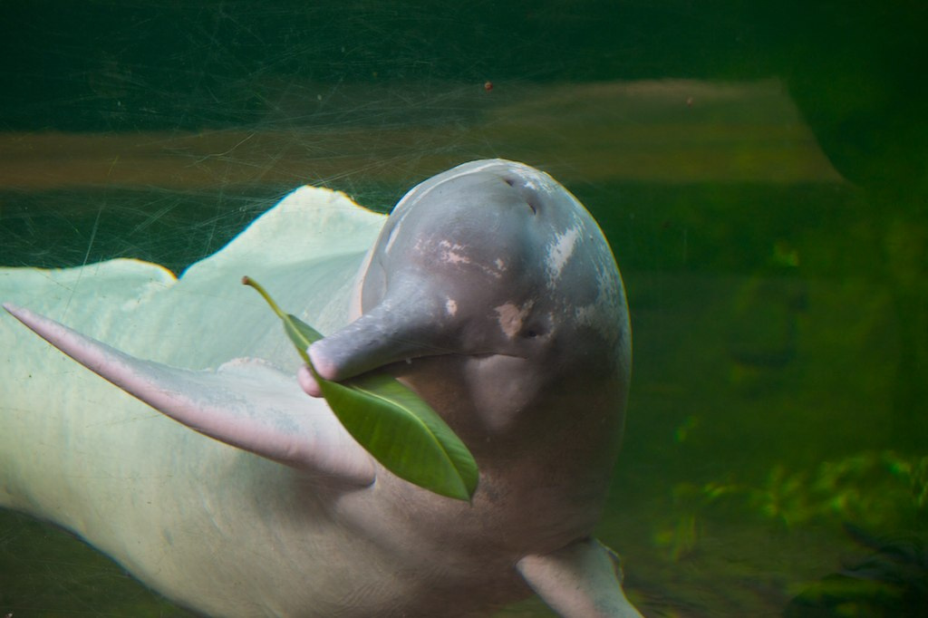 The Amazon River Dolphin: A Unique Pinkish Mammal (A0 – A1)