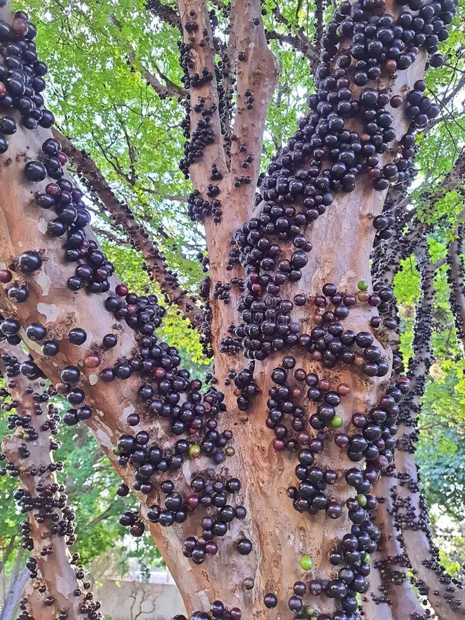 The Tree where fruit grows on it’s trunk (B1)